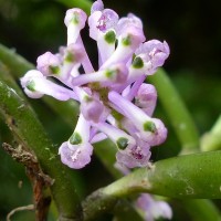 Robiquetia rosea (Lindl.) Garay